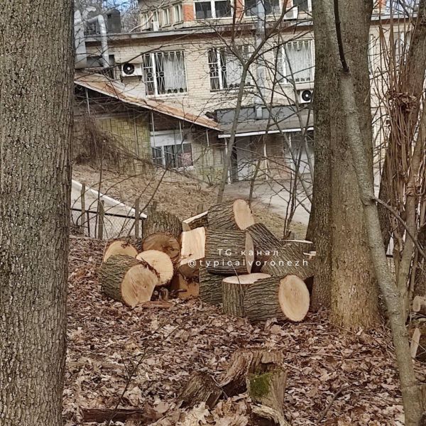 Обеспокоенным воронежцам объяснили причину вырубки деревьев в Нагорной дубраве