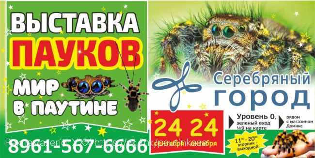 В Иванове нашествие пауков. В ТРЦ «Серебряный город» приехала выставка пауков из Санкт-Петербурга