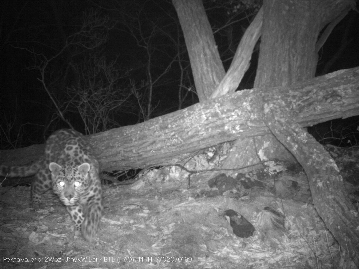 ВТБ ищет имя для котёнка леопарда