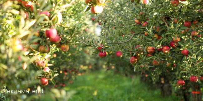 Россельхозбанк прогнозирует рост рынка органической продукции в России