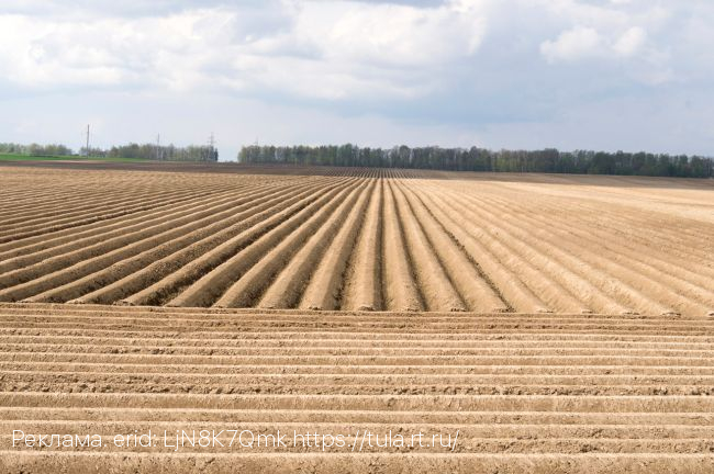 Искусственный интеллект становится ближе к земле: «Ростелеком» рассказал об опыте внедрения технологии в сельском хозяйстве