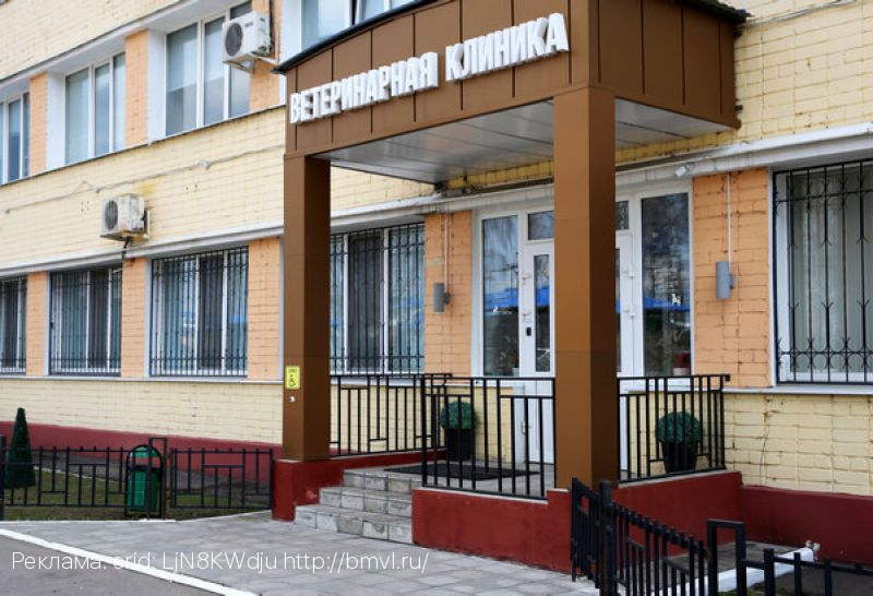 Брянская ветеринарная клиника ФГБУ «ВНИИЗЖ»: автопутешествие с четвероногим пассажиром