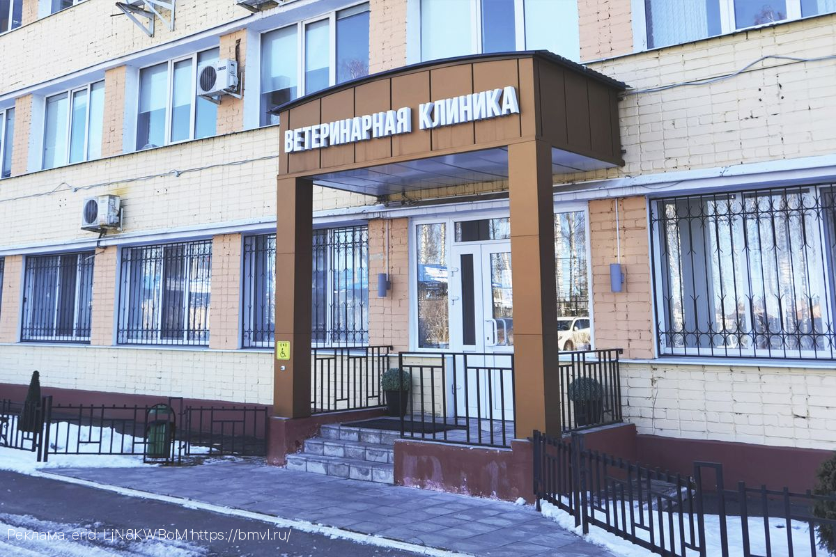 Как низкие температуры влияют на состояние здоровья домашних кошек рассказали в Брянской ветеринарной клинике