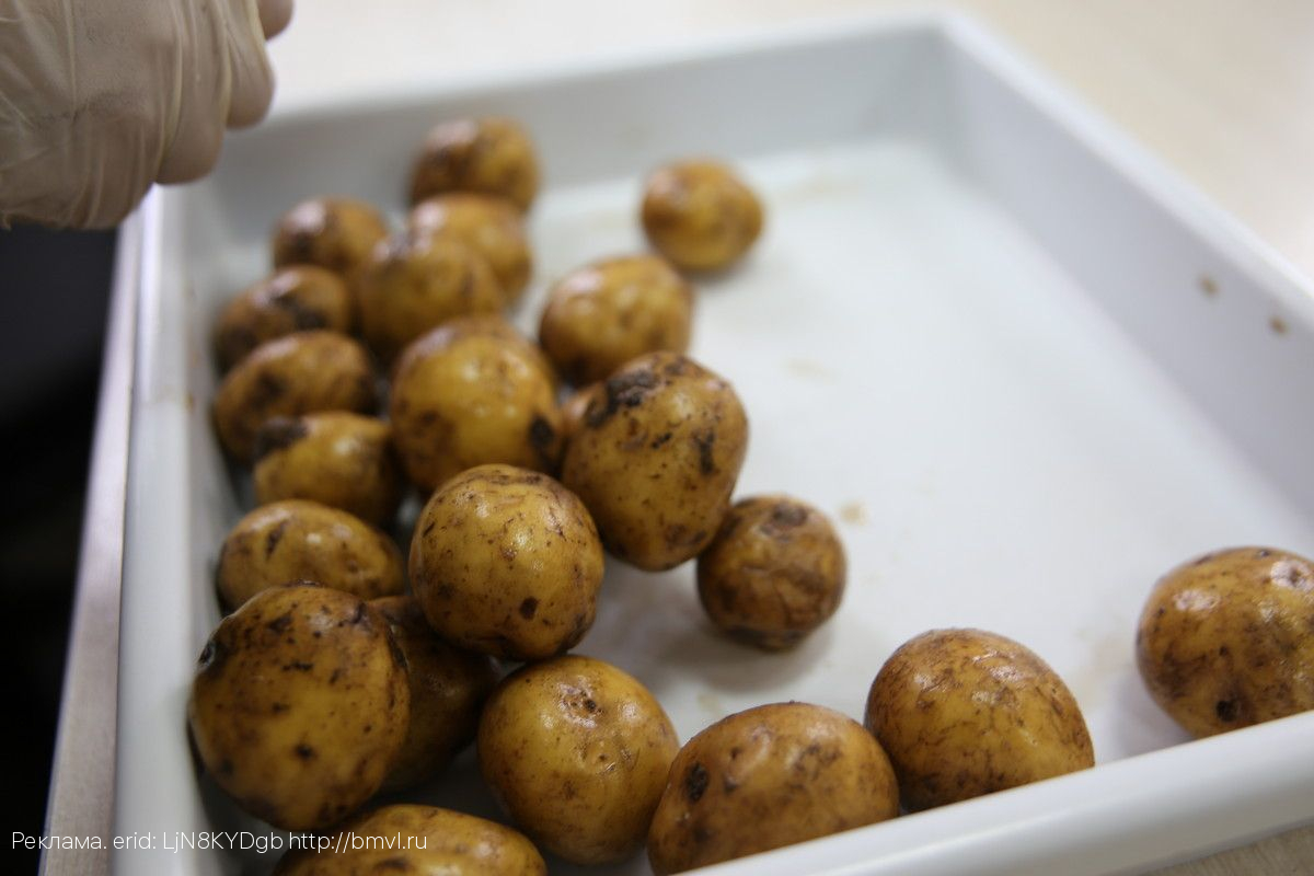 В Брянской испытательной лаборатории ФГБУ «ВНИИЗЖ» рассказали о предпосадочной обработке клубней