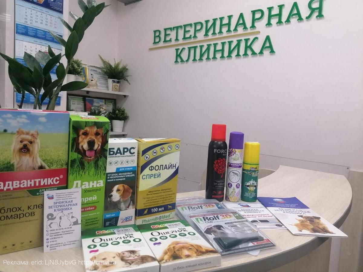 В Брянской ветеринарной клинике рассказали, как защитить питомца от дирофиляриоза