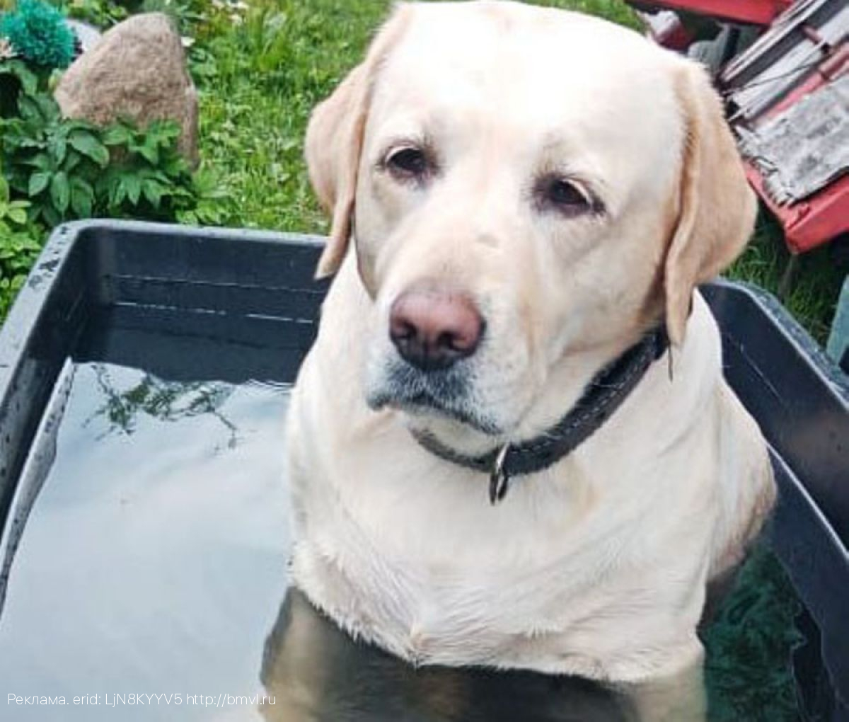 В Брянской ветеринарной клинике ФГБУ «ВНИИЗЖ» рассказали об опасности теплового удара у домашних животных