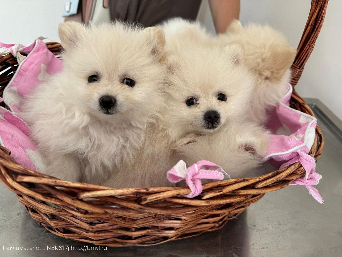 Клещи не дремлют и осенью. Собаководы, осторожно, пироплазмоз!