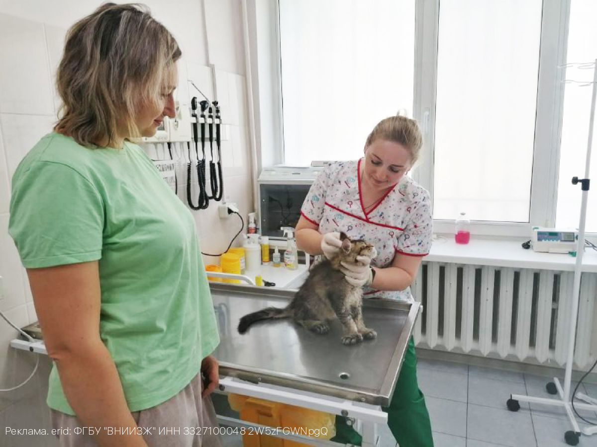 В Брянской ветеринарной клинике ФГБУ ВНИИЗЖ рассказали об особенностях питания кошек и собак в летнее время