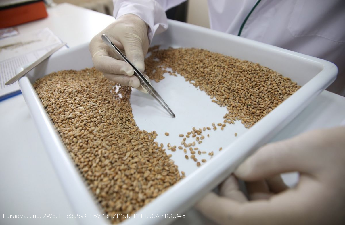 В Брянской испытательной лаборатории ФГБУ «ВНИИЗЖ» проведено более 41 тысячи исследований зерна и продуктов переработки