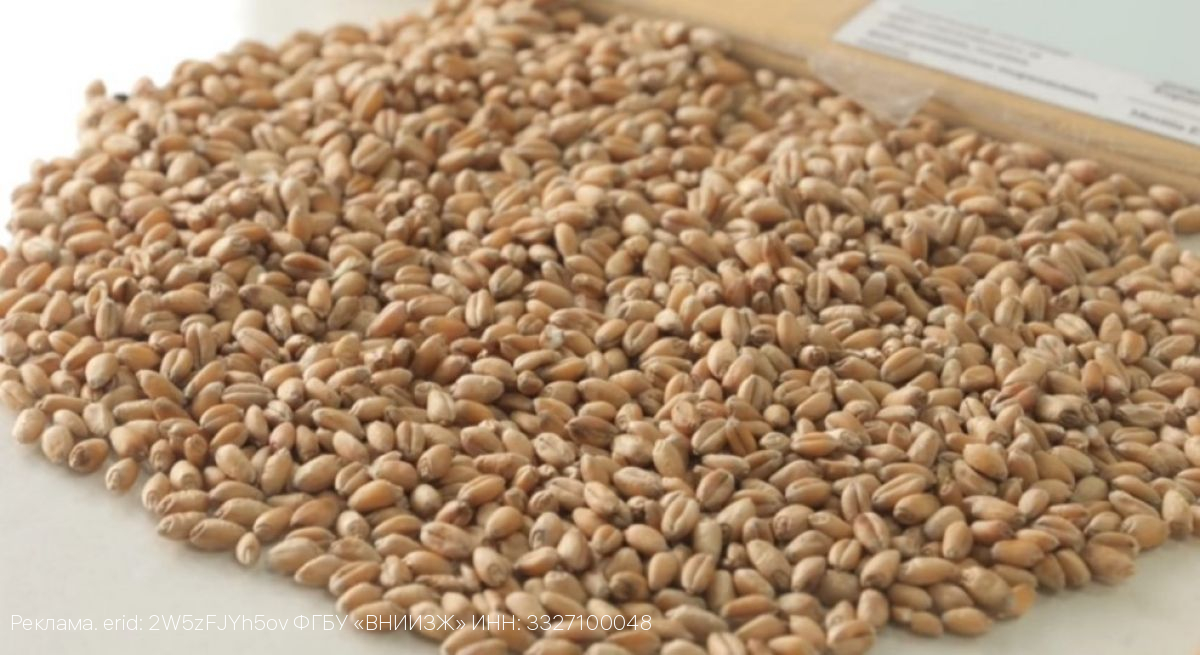 Специалисты Орловского филиала ФГБУ «ВНИИЗЖ» приняли более 2 тыс. заявок на декларирование зерна