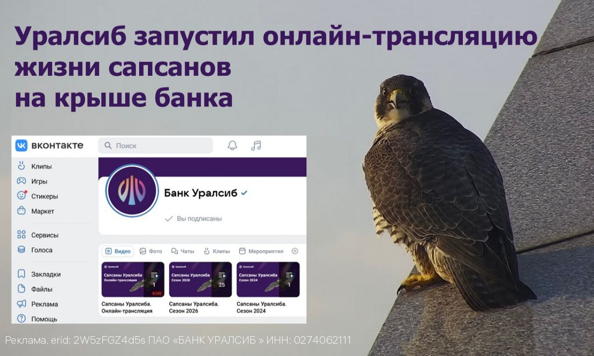 Уралсиб запустил онлайн-трансляцию жизни сапсанов на крыше банка