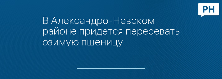 В Александро-Невском районе придется пересевать озимую пшеницу