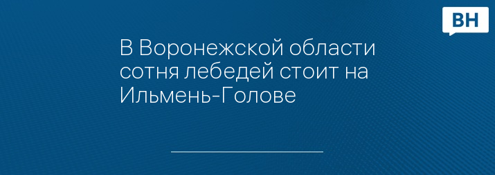 В Воронежской области сотня лебедей стоит на Ильмень-Голове