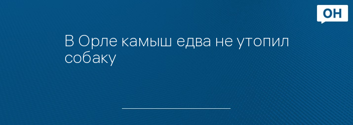 В Орле камыш едва не утопил собаку