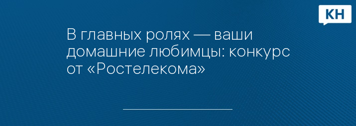В главных ролях — ваши домашние любимцы: конкурс от «Ростелекома»