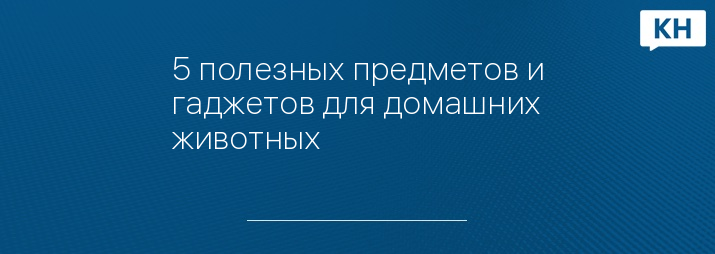 5 полезных предметов и гаджетов для домашних животных