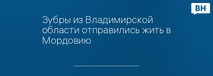 Зубры из Владимирской области отправились жить в Мордовию