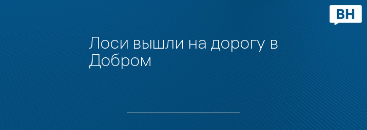 Лоси вышли на дорогу в Добром