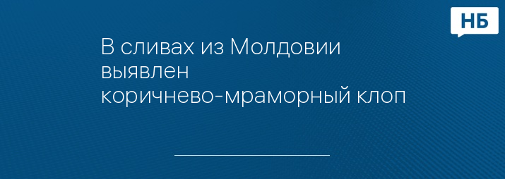 В сливах из Молдовии выявлен коричнево-мраморный клоп
