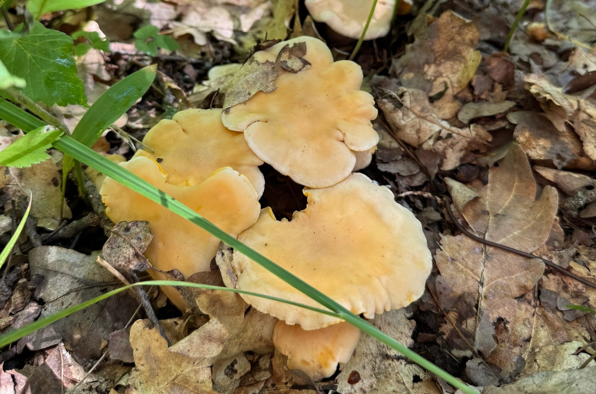 Preview Image 1
