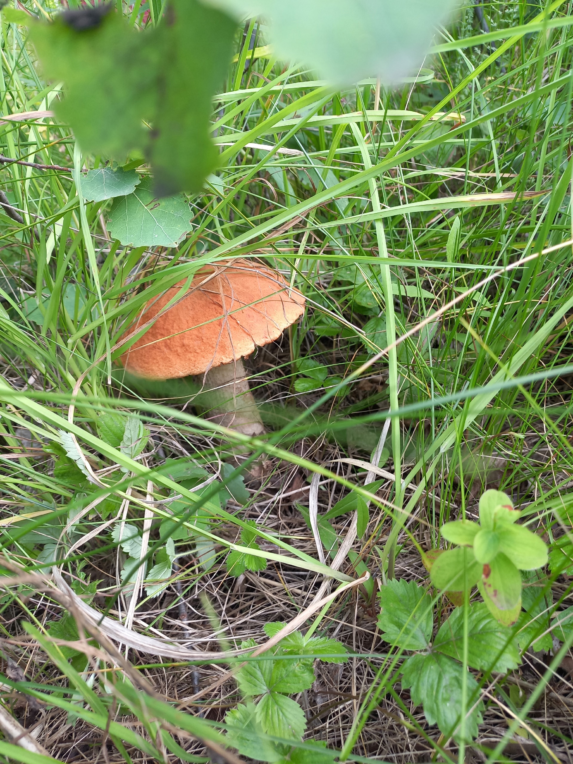 Preview Image 1