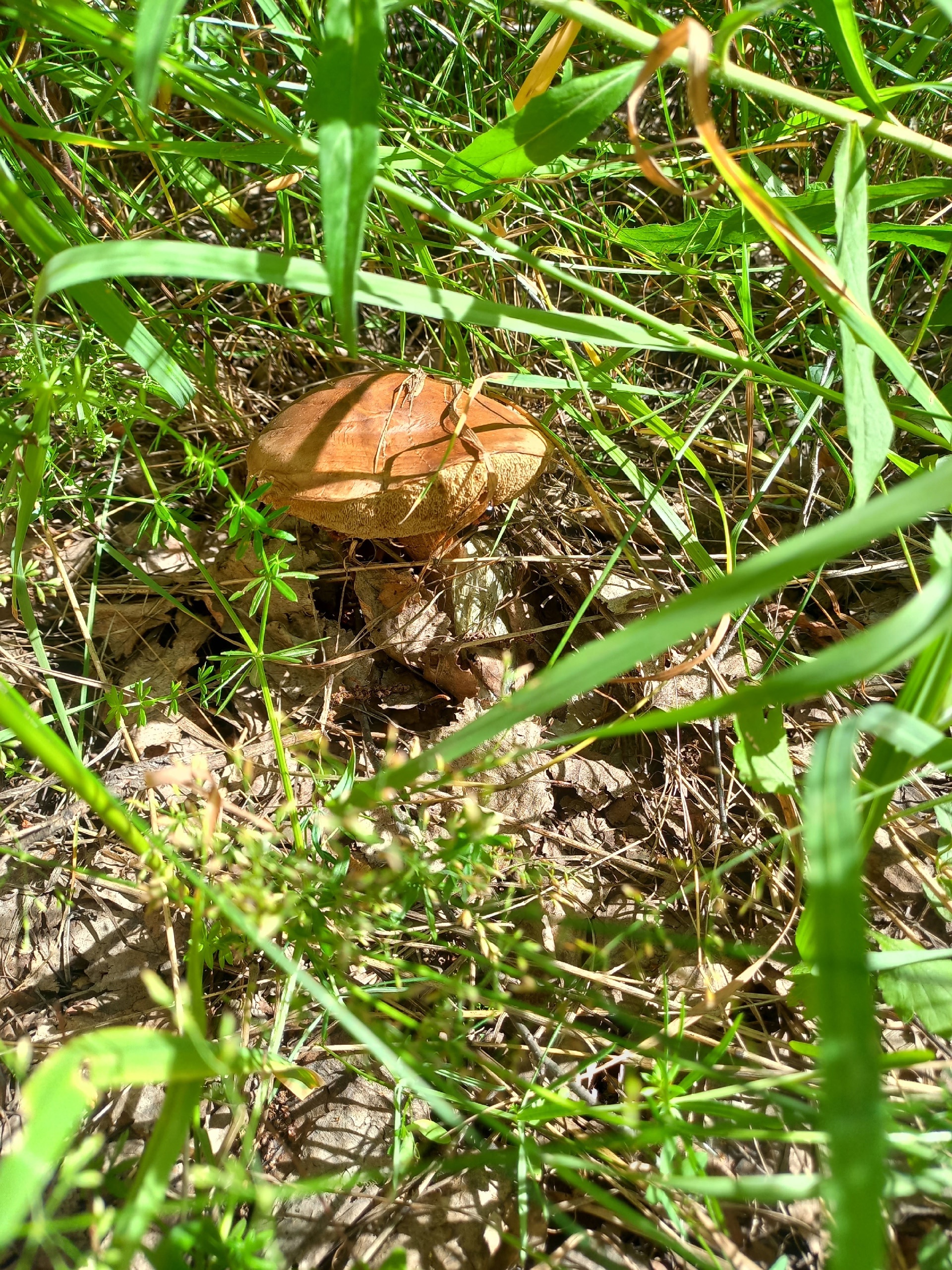 Preview Image 1