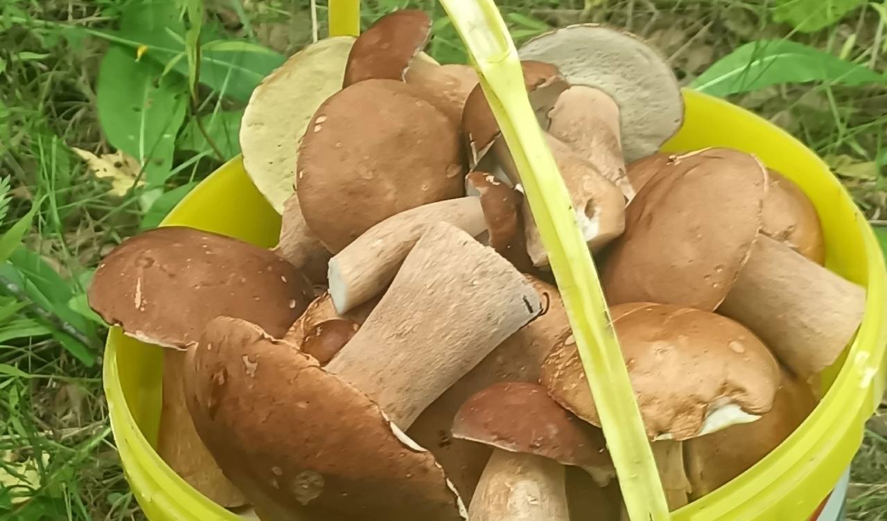 Preview Image 1