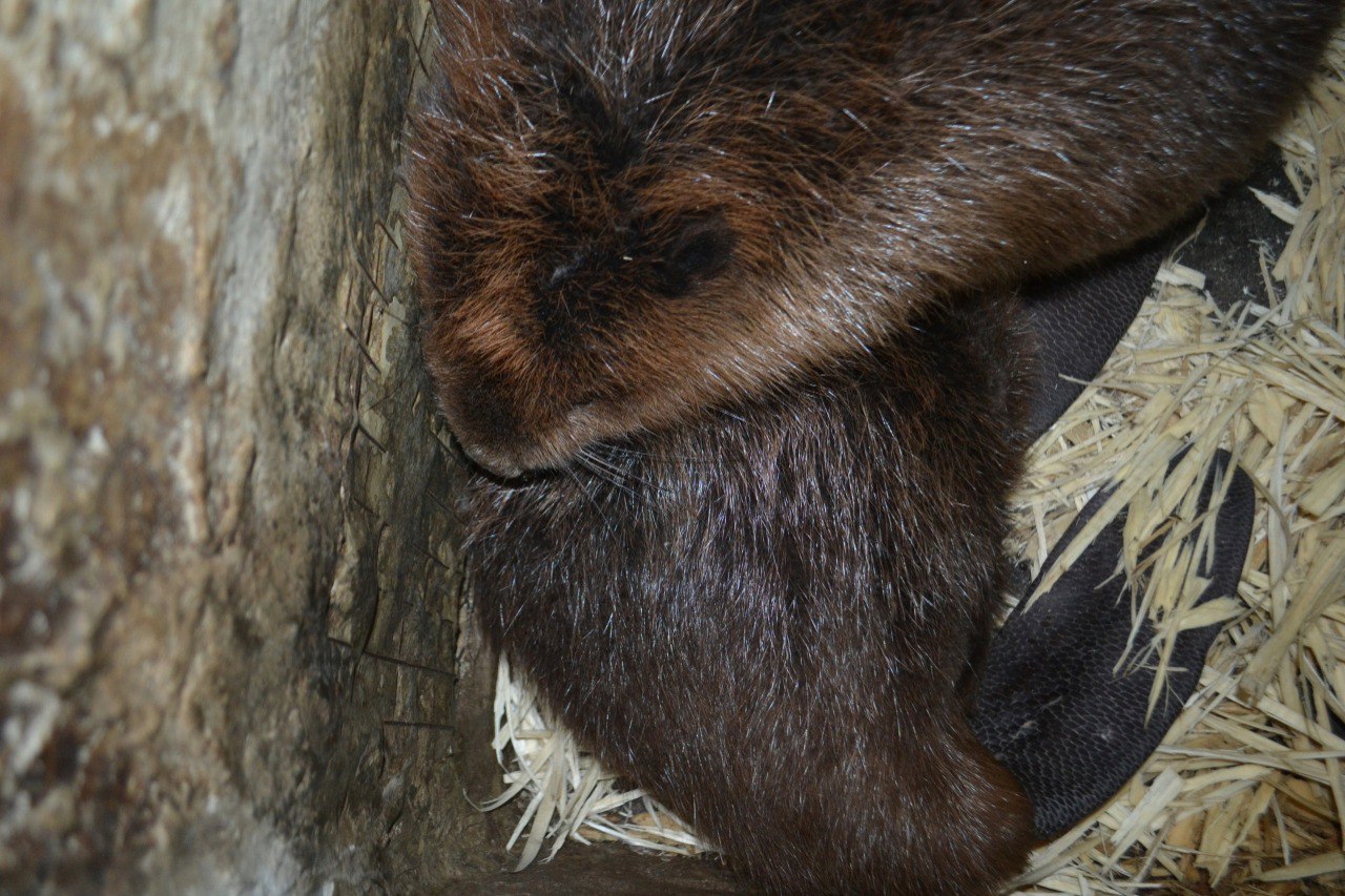 Preview Image 1