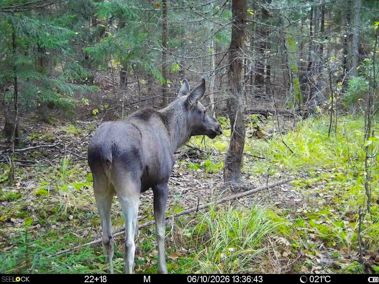 Preview Image 1