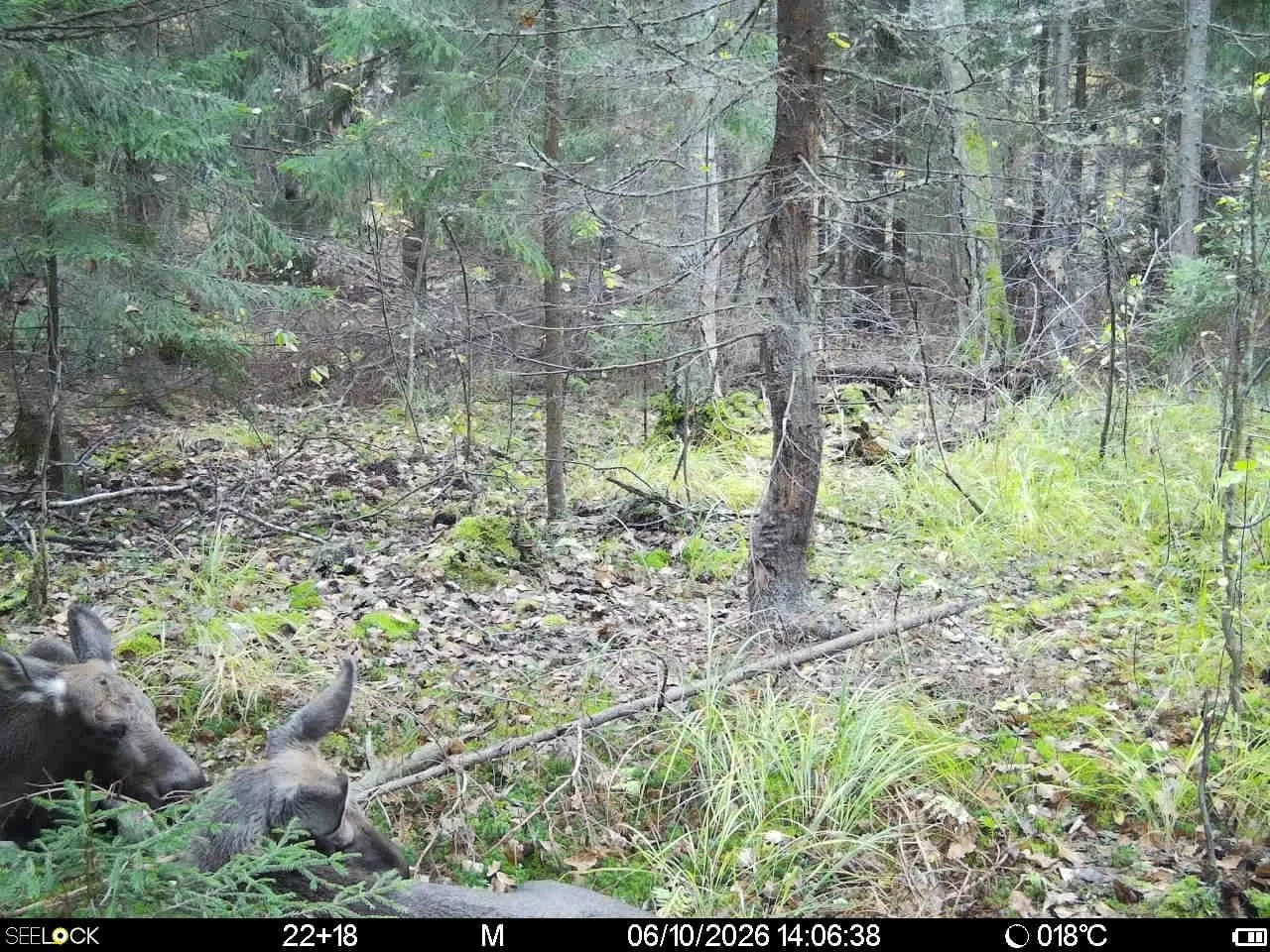 Preview Image 1