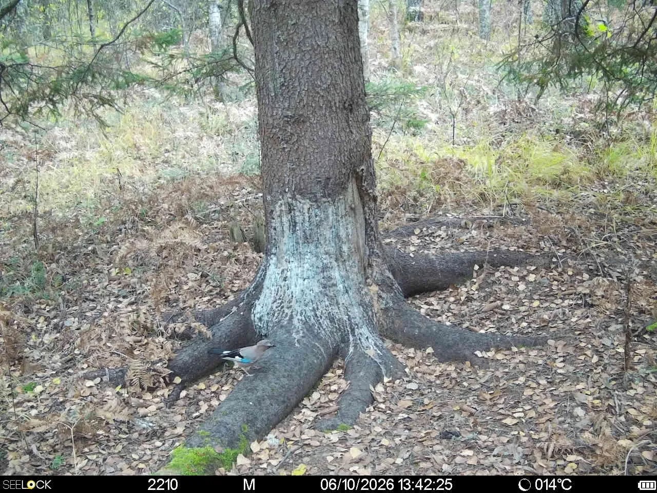 Preview Image 1