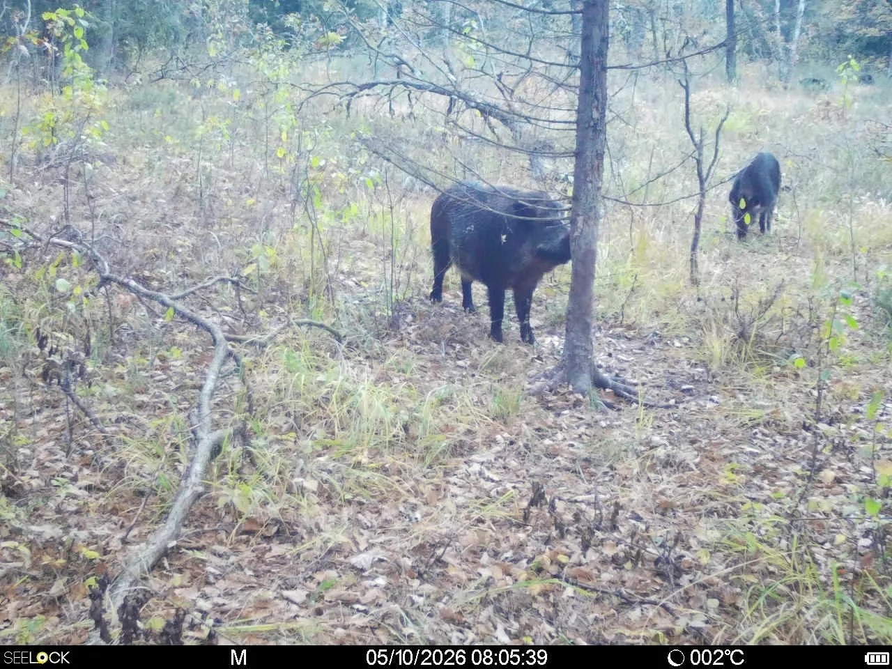 Preview Image 1