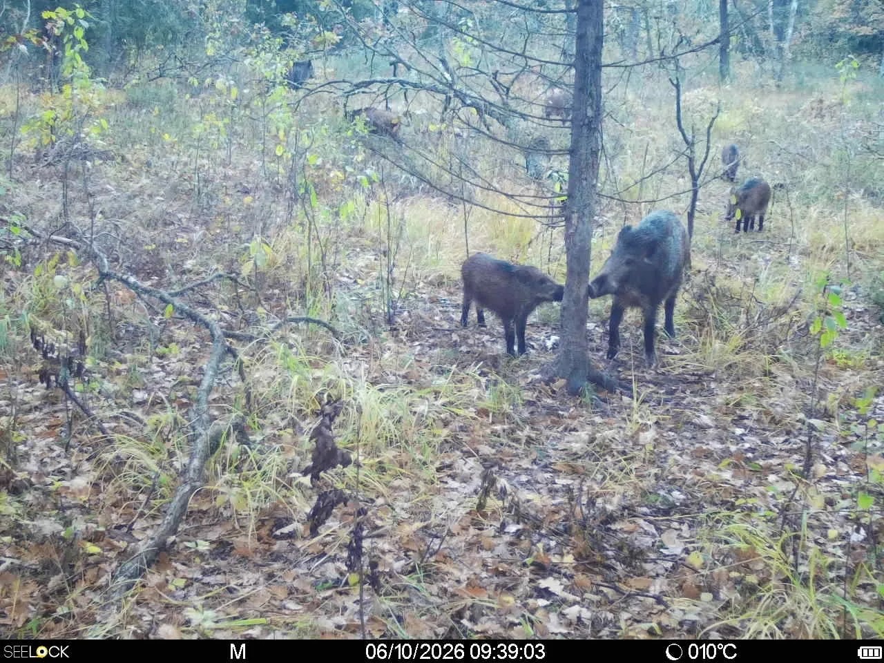 Preview Image 1