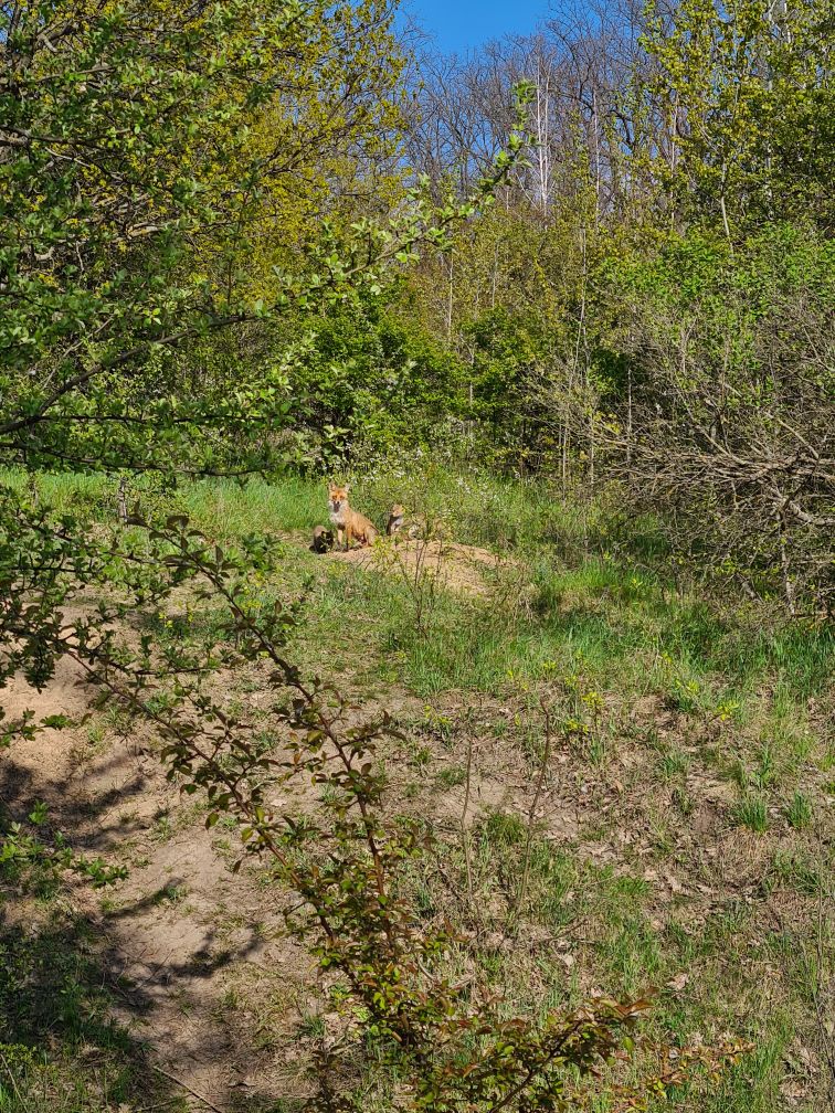 Preview Image 1