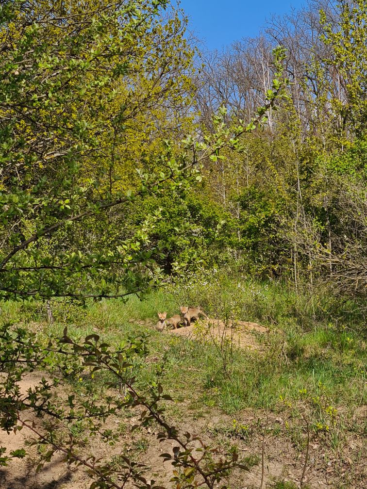 Preview Image 1