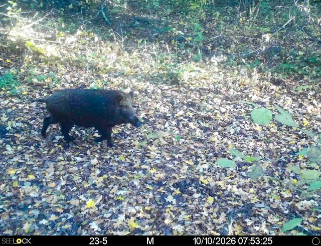 Preview Image 1