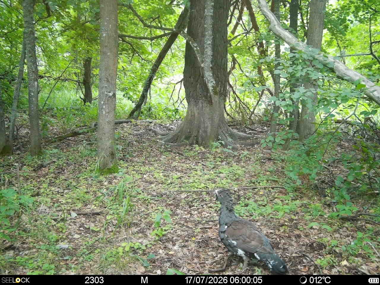 Preview Image 1