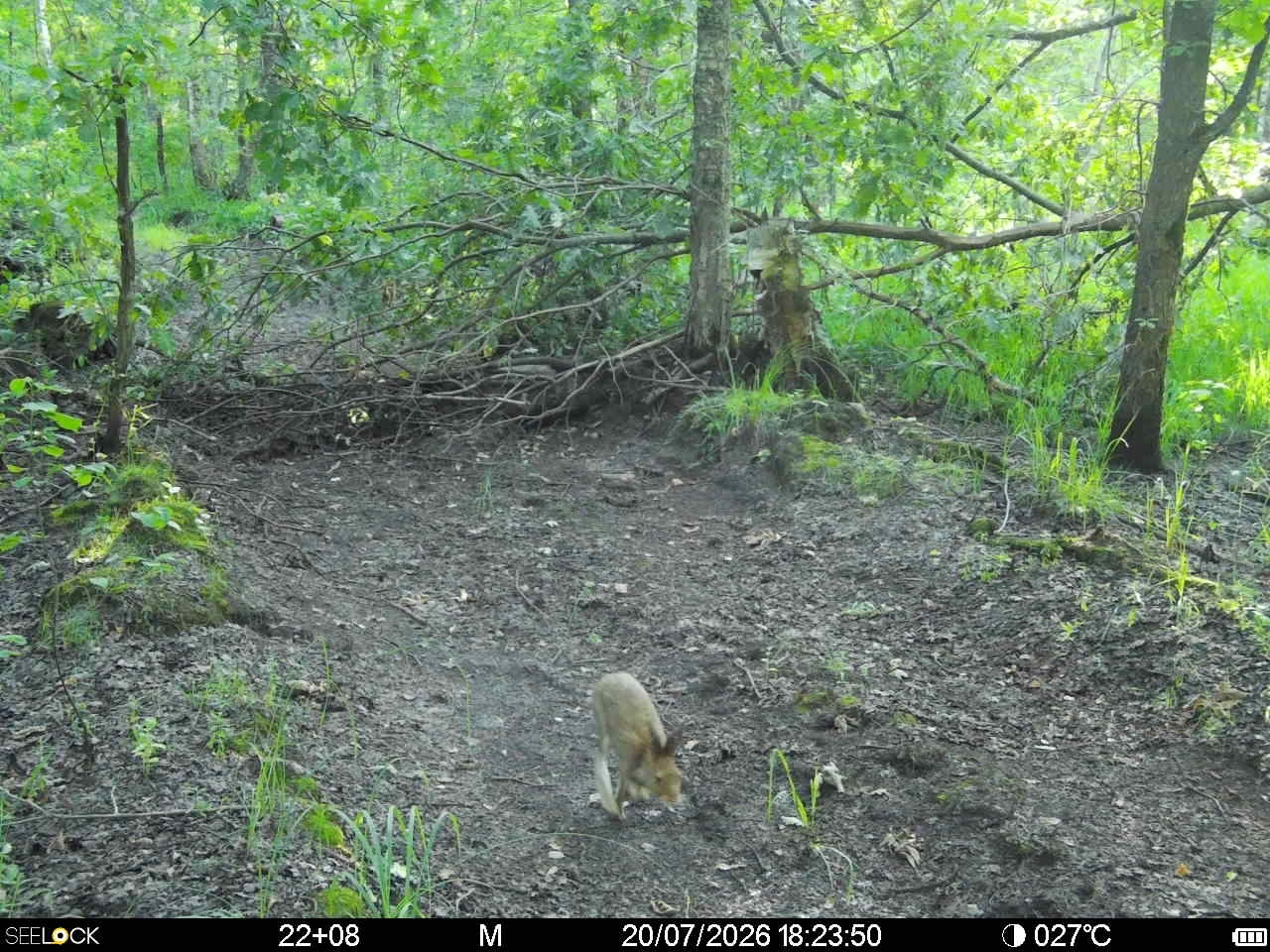 Preview Image 1