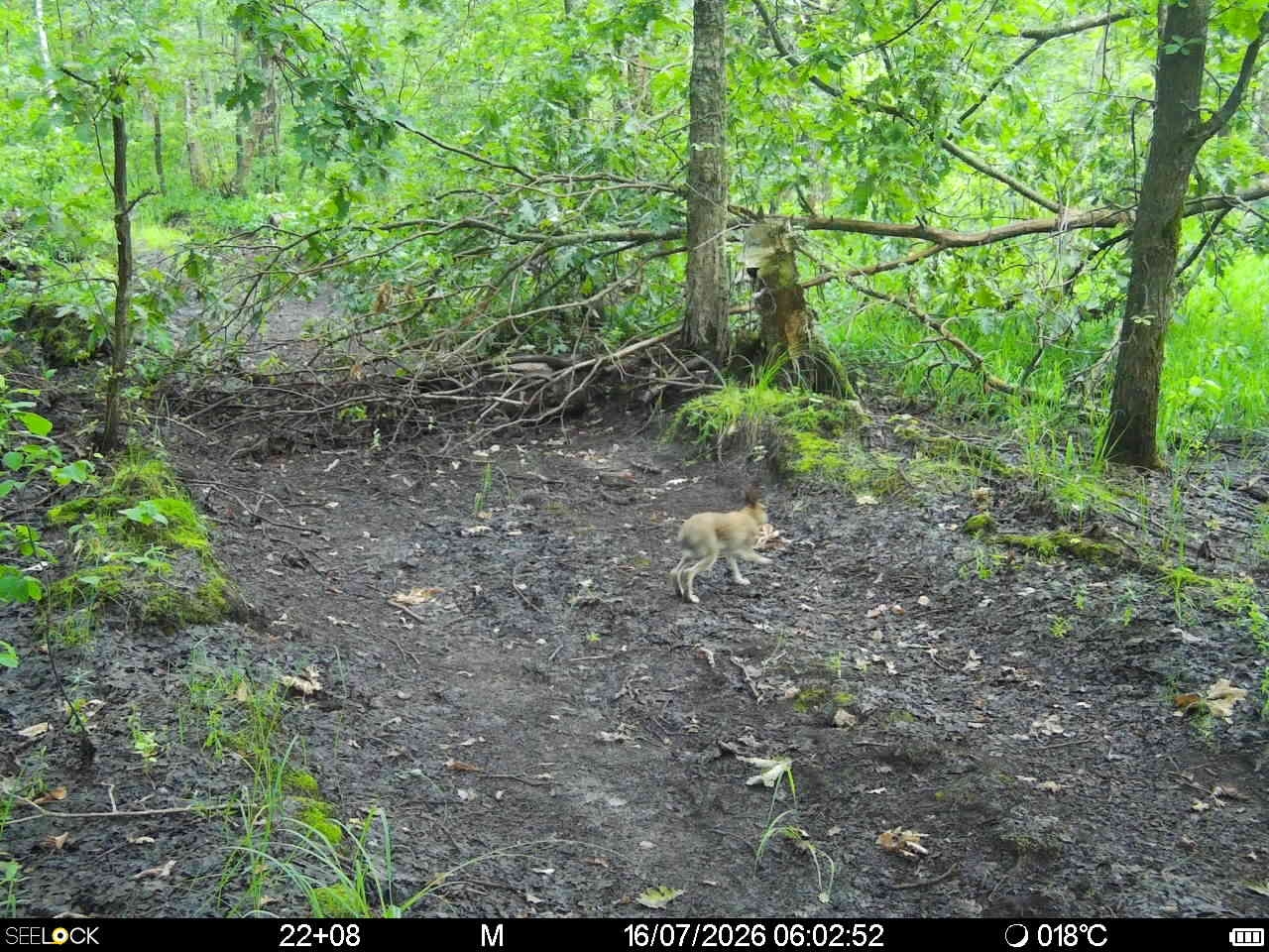 Preview Image 1