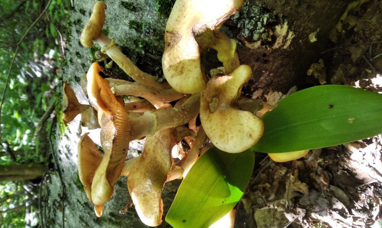 Preview Image 1