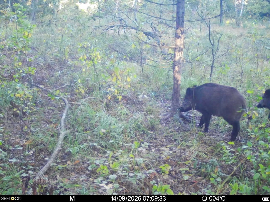 Preview Image 1