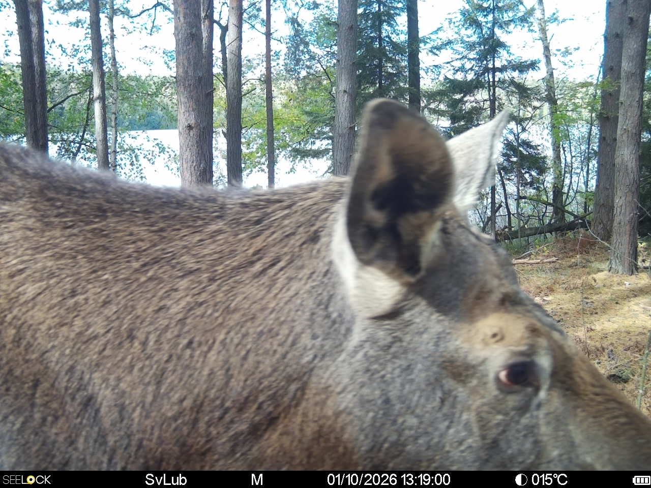 Preview Image 1
