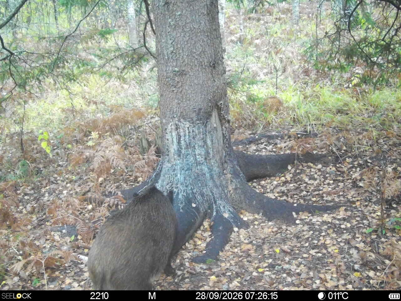 Preview Image 1