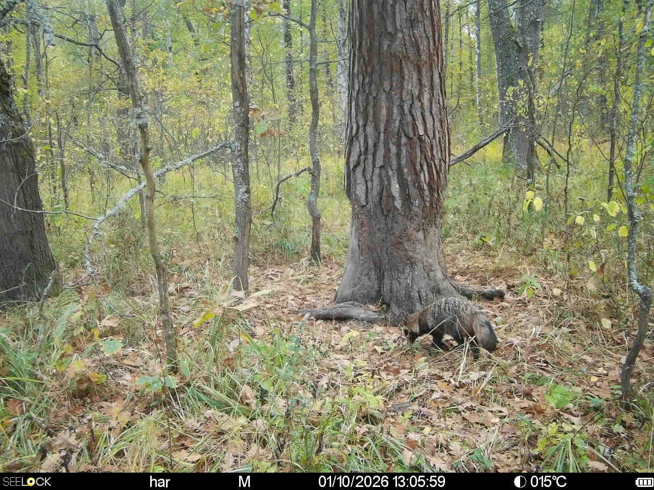 Preview Image 1