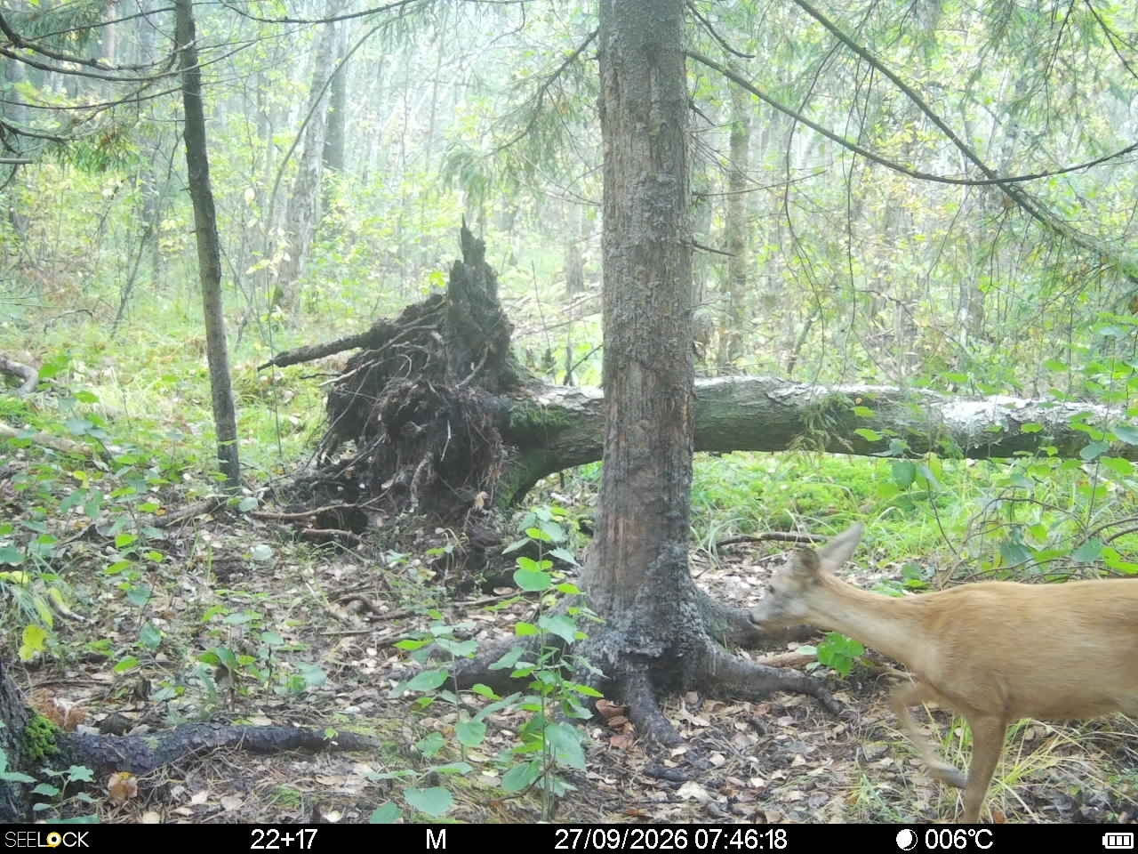 Preview Image 1