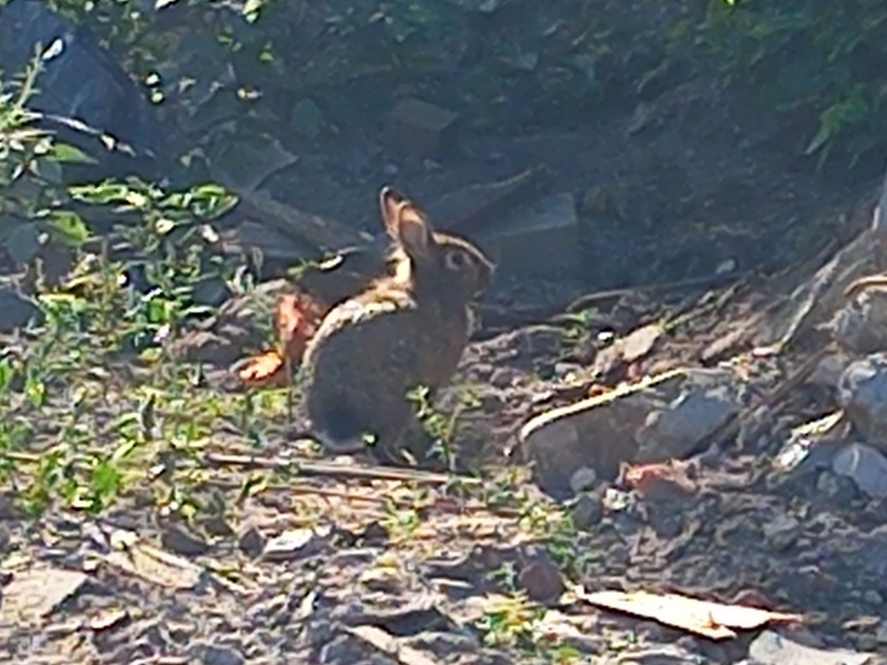 Preview Image 1