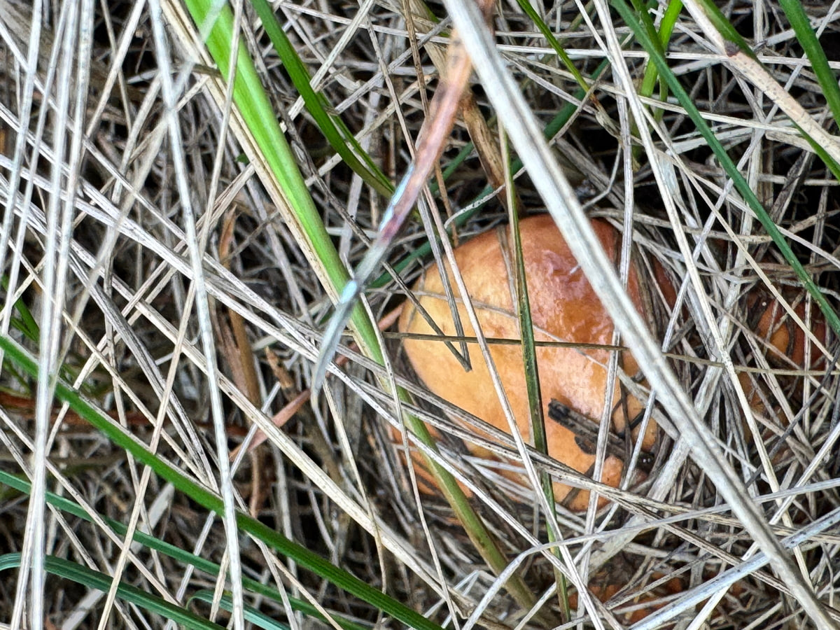Preview Image 1