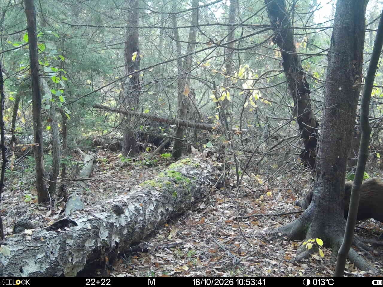 Preview Image 1