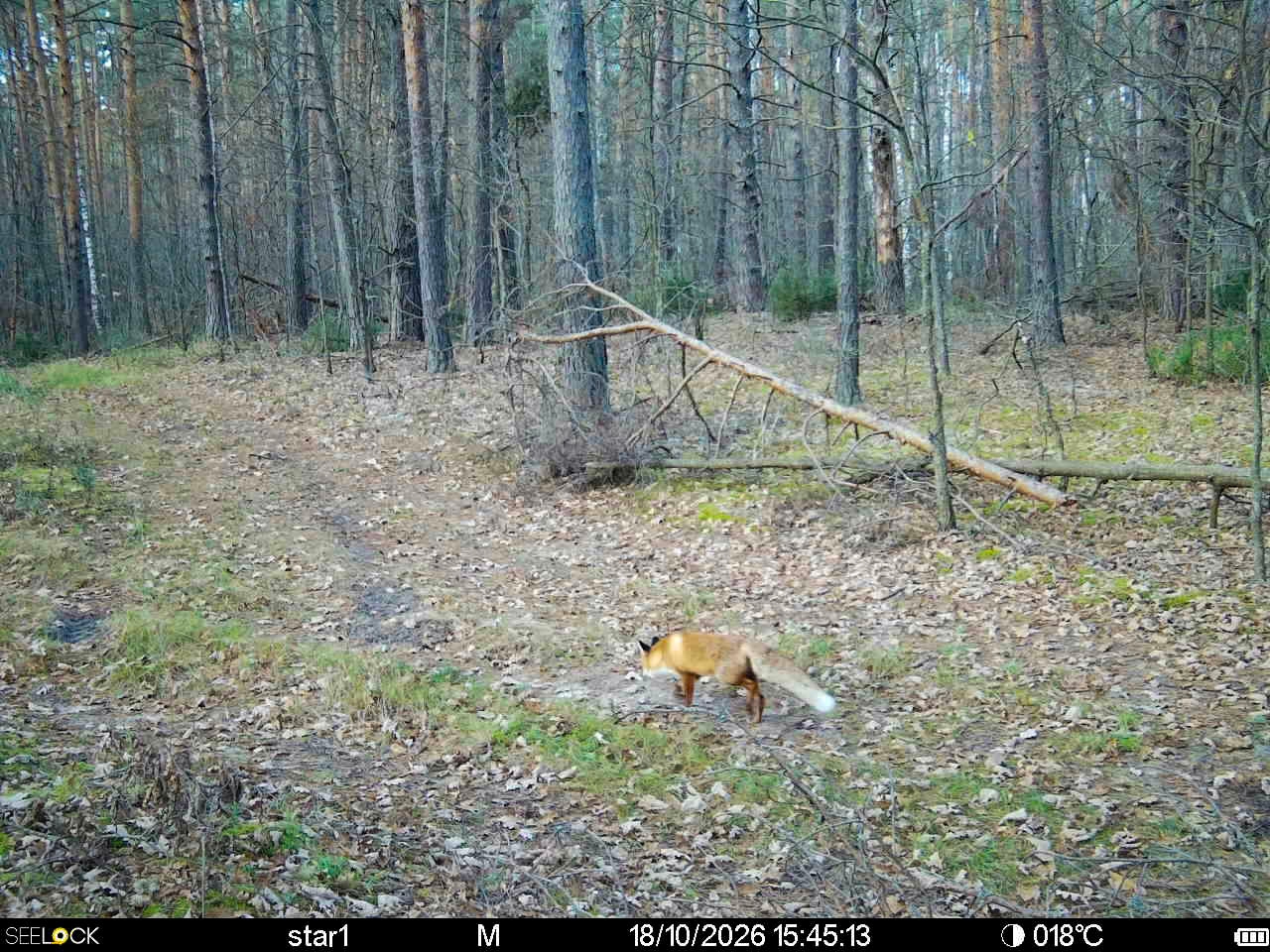 Preview Image 1