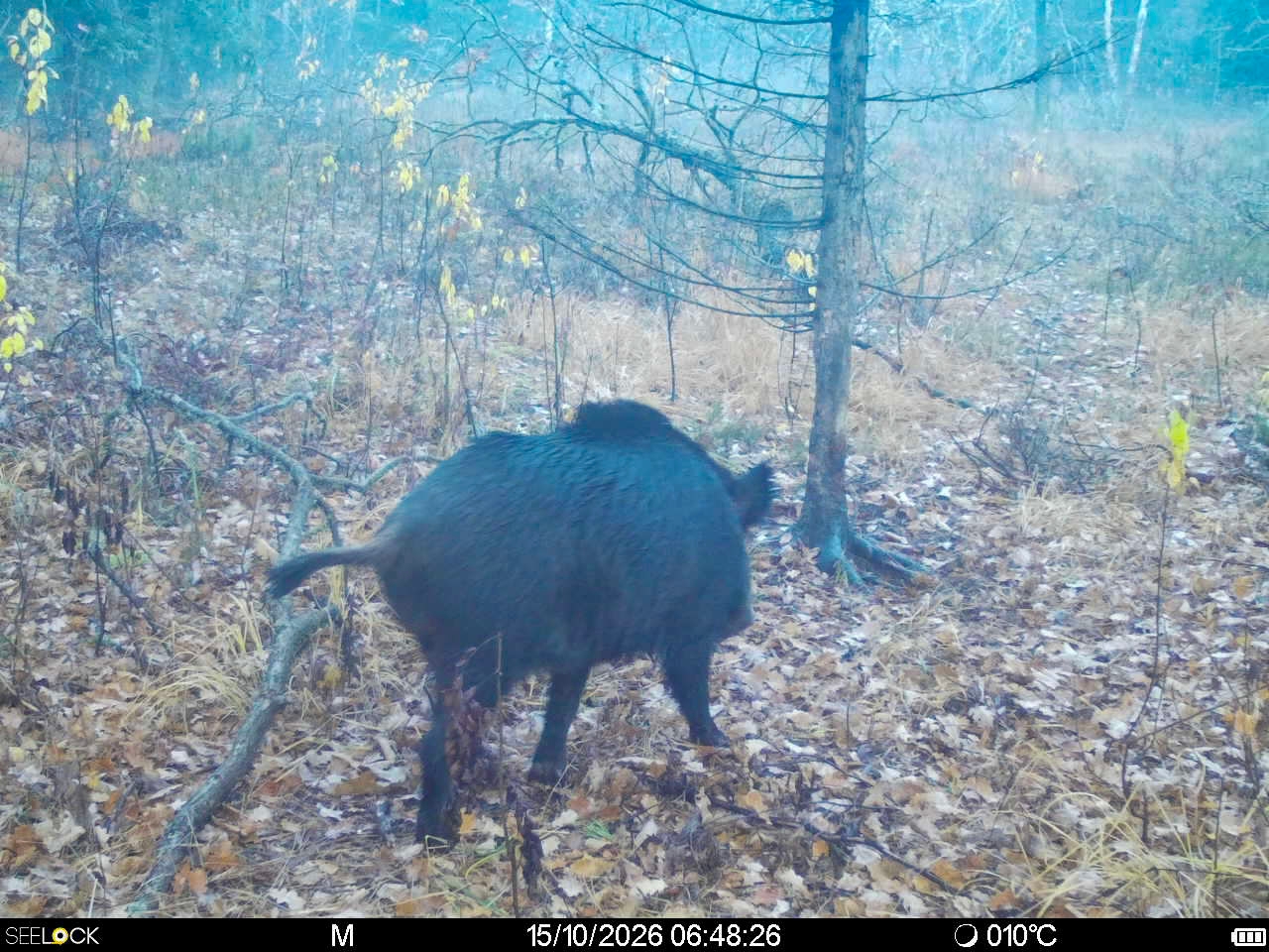 Preview Image 1